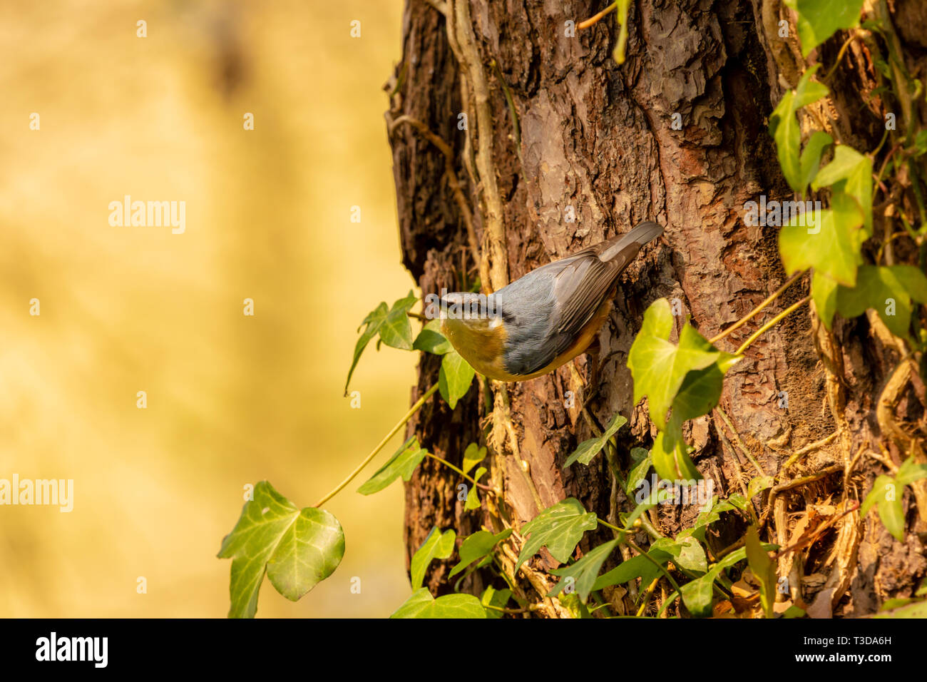 Colour wildlife portrait of adult Nuthatch perched on-side of tree watching its surroundings vigilantly. Taken in Poole, Dorset, England. Stock Photo