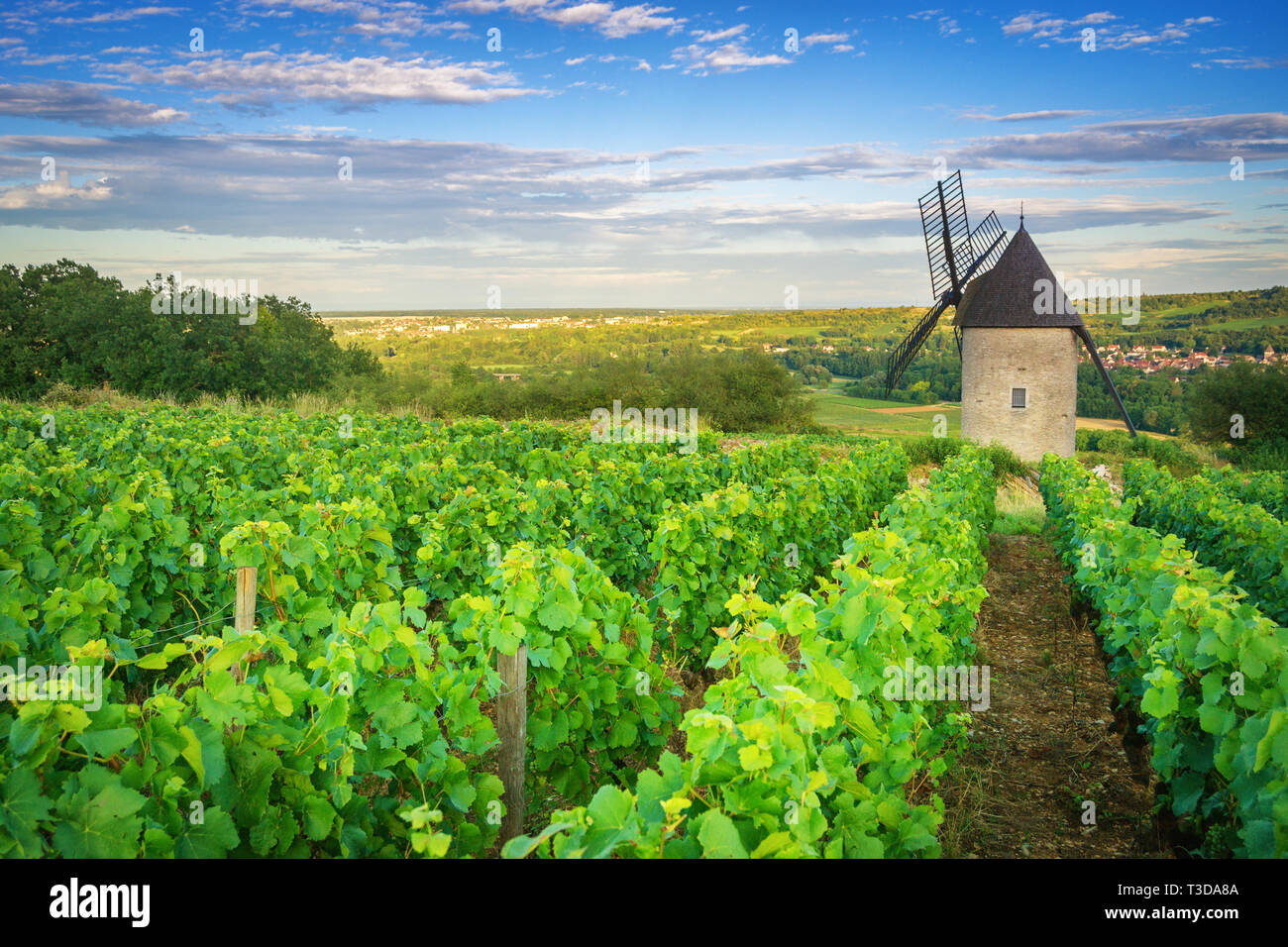 Burgundy Vineyard and Windmill near Santenay - France Stock Photo