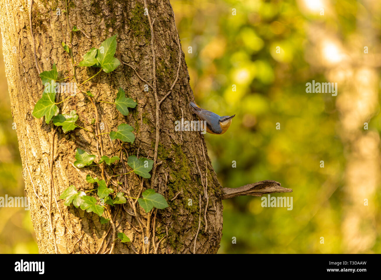 Colour wildlife portrait of adult Nuthatch perched on-side of tree poised to fly with insect in beak. Taken in Poole, Dorset, England. Stock Photo