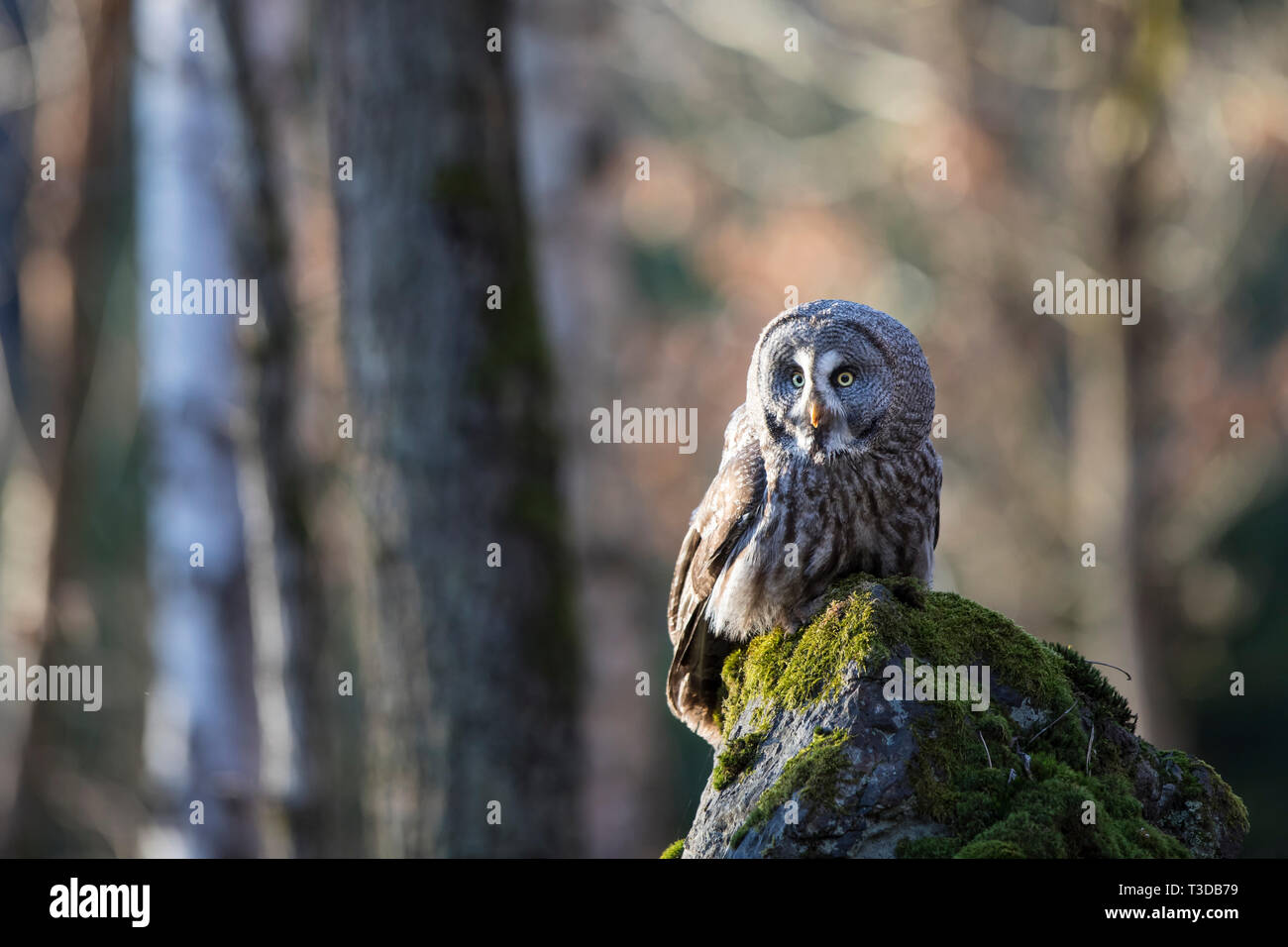 Bartkauz, Strix nebulosa, great grey owl Stock Photo