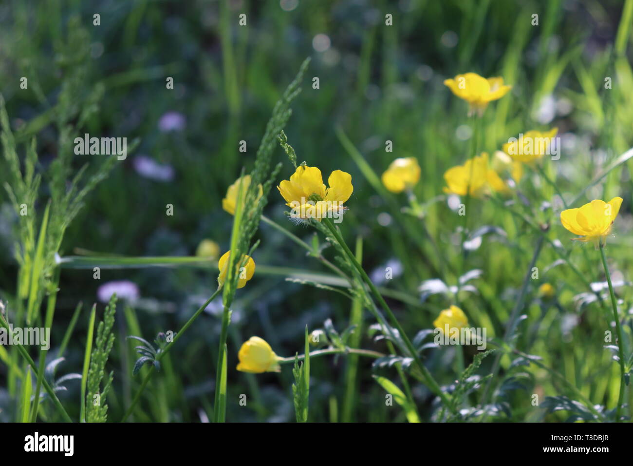 Nature is a very perfect beauty: Ranunculus bulbosus, Ranuncolo bulboso ...