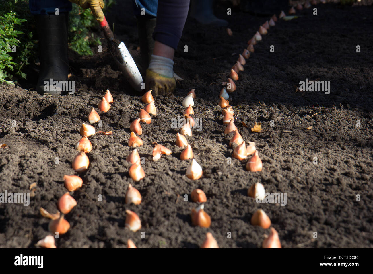 Bulb Planting Rows Park tulip planting row hi-res stock photography and images - Alamy