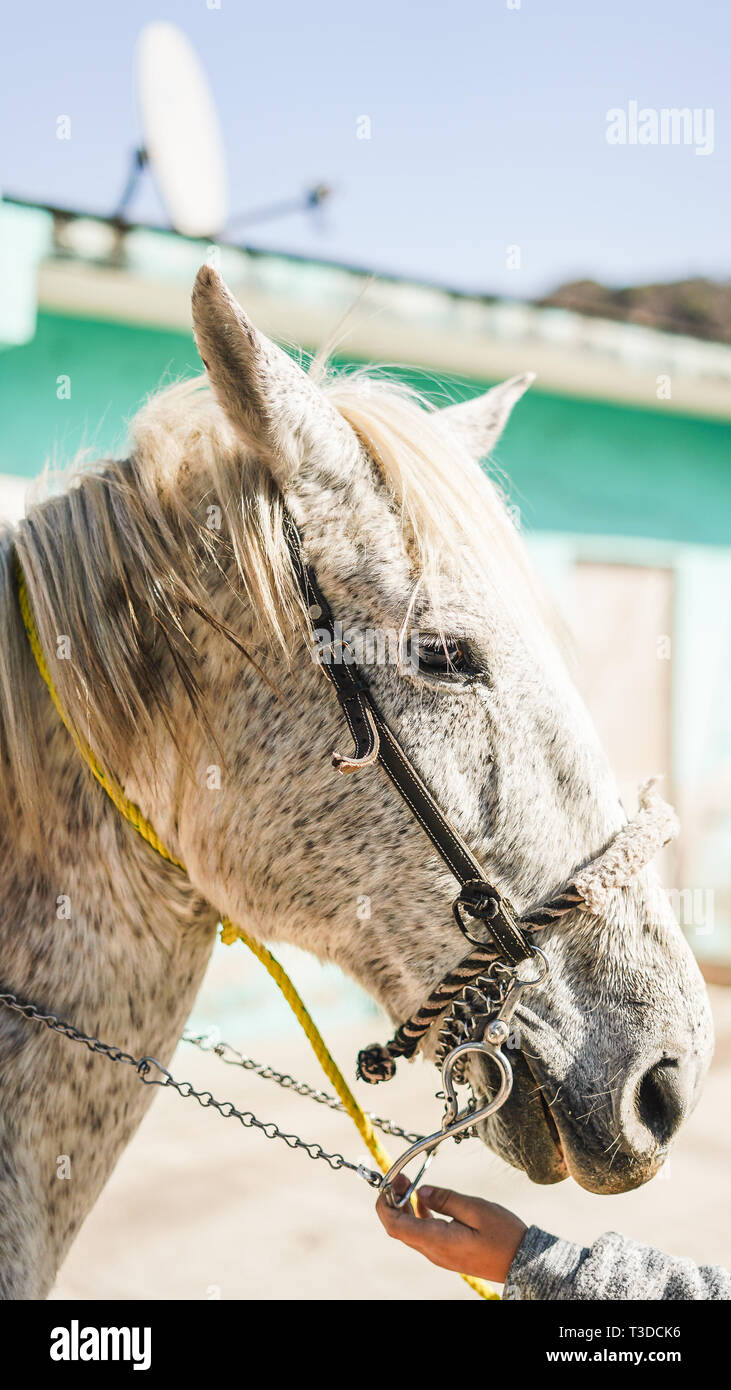Horse that is about to go for a ride around the town. Stock Photo