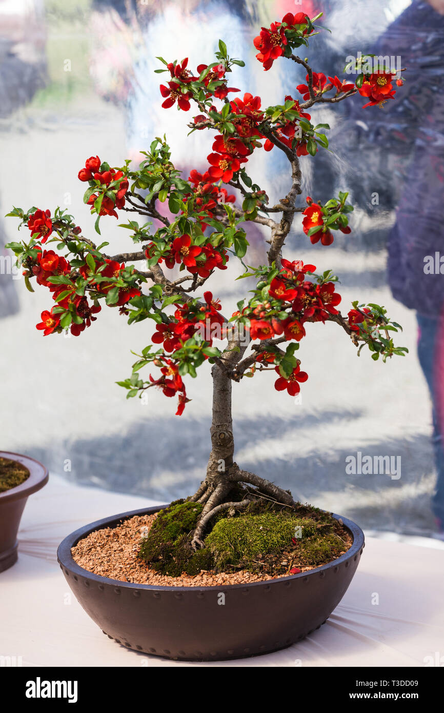 Bonsai tree on display at the 2019 Richmond Cherry Blossom Festival in Steveston British Columbia Stock Photo