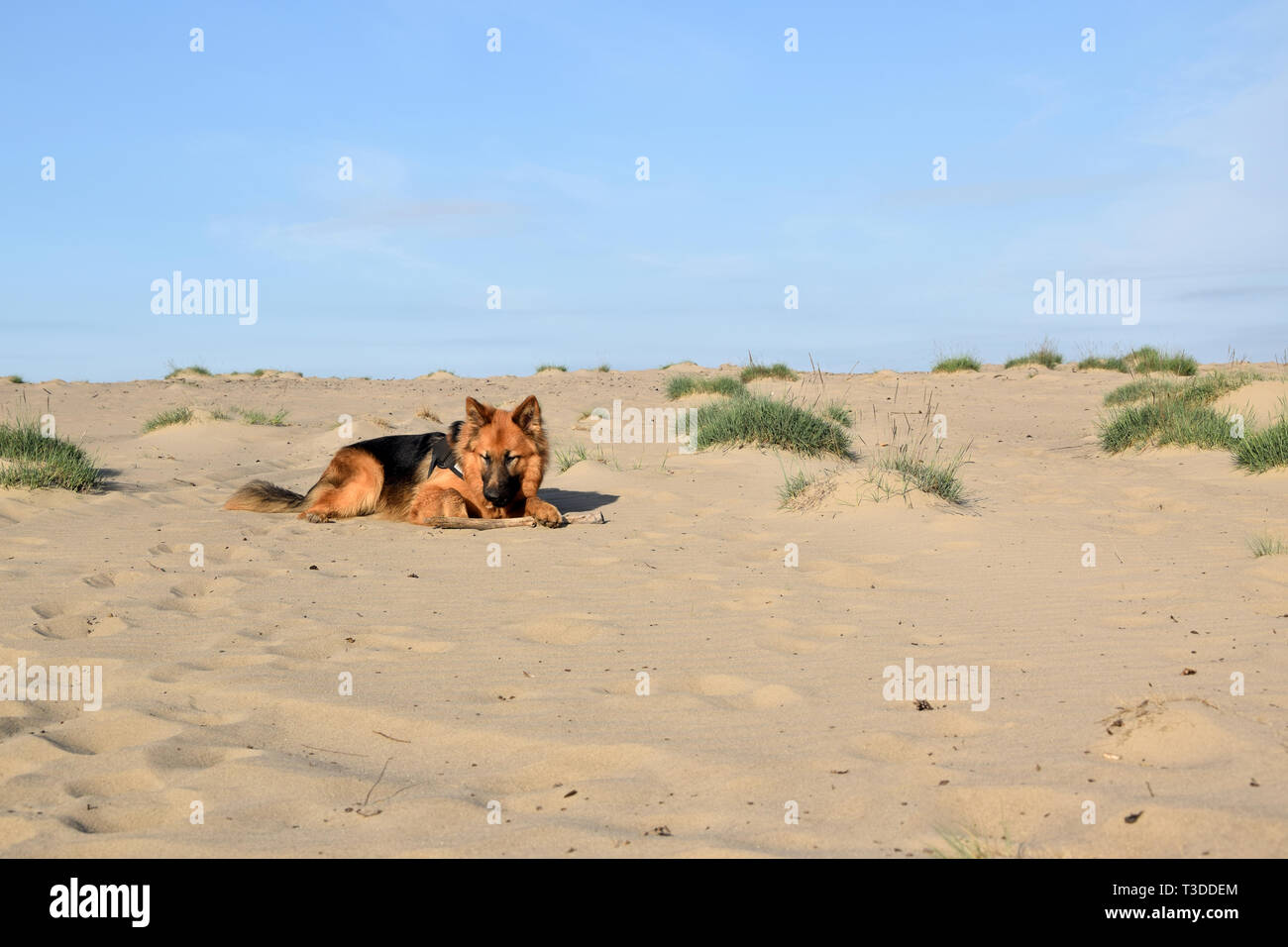 Young German Shepherd on the sand. Bledow Desert, Silesia, Poland. Stock Photo