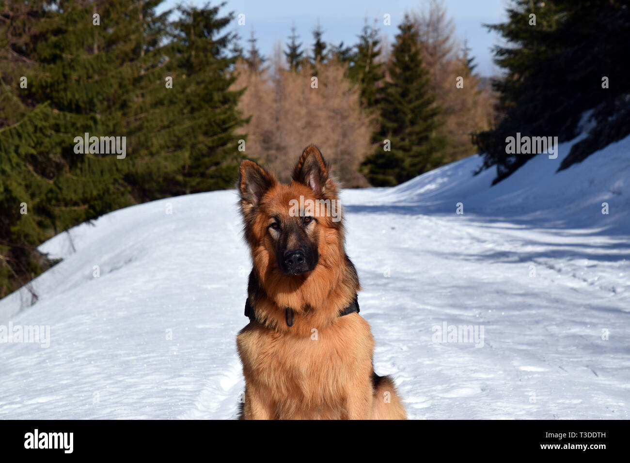 German Shepherd (long haired) portrait in winter scenery. Stock Photo