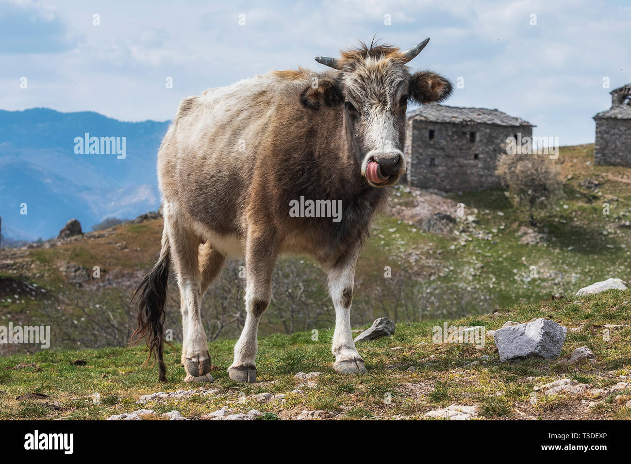 Cattle grazing mountain pasture hi-res stock photography and images - Alamy