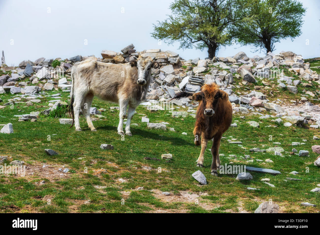 Spring in the mountain, cows on green meadow pasture Stock Photo - Alamy