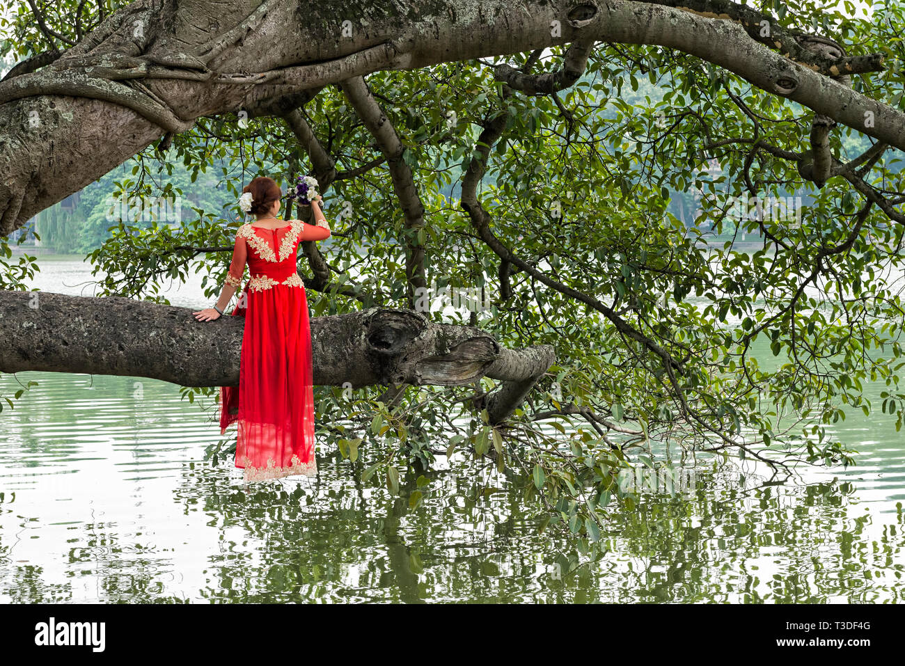 Vietnamese bride in traditional red wedding gown sitting on a tree at Hoan Kiem Lake park in Hanoi Stock Photo