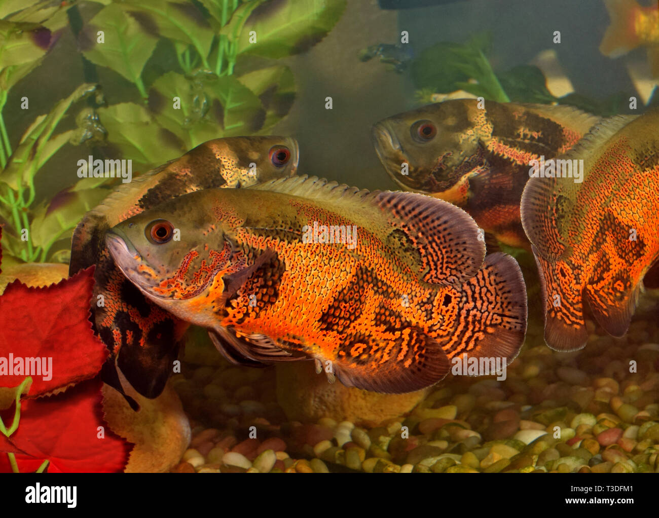 Two colorful Oscar fish (Astronotus ocellatus) in an aquarium. They are at one end of the tank where their reflections mirror their movement. Stock Photo