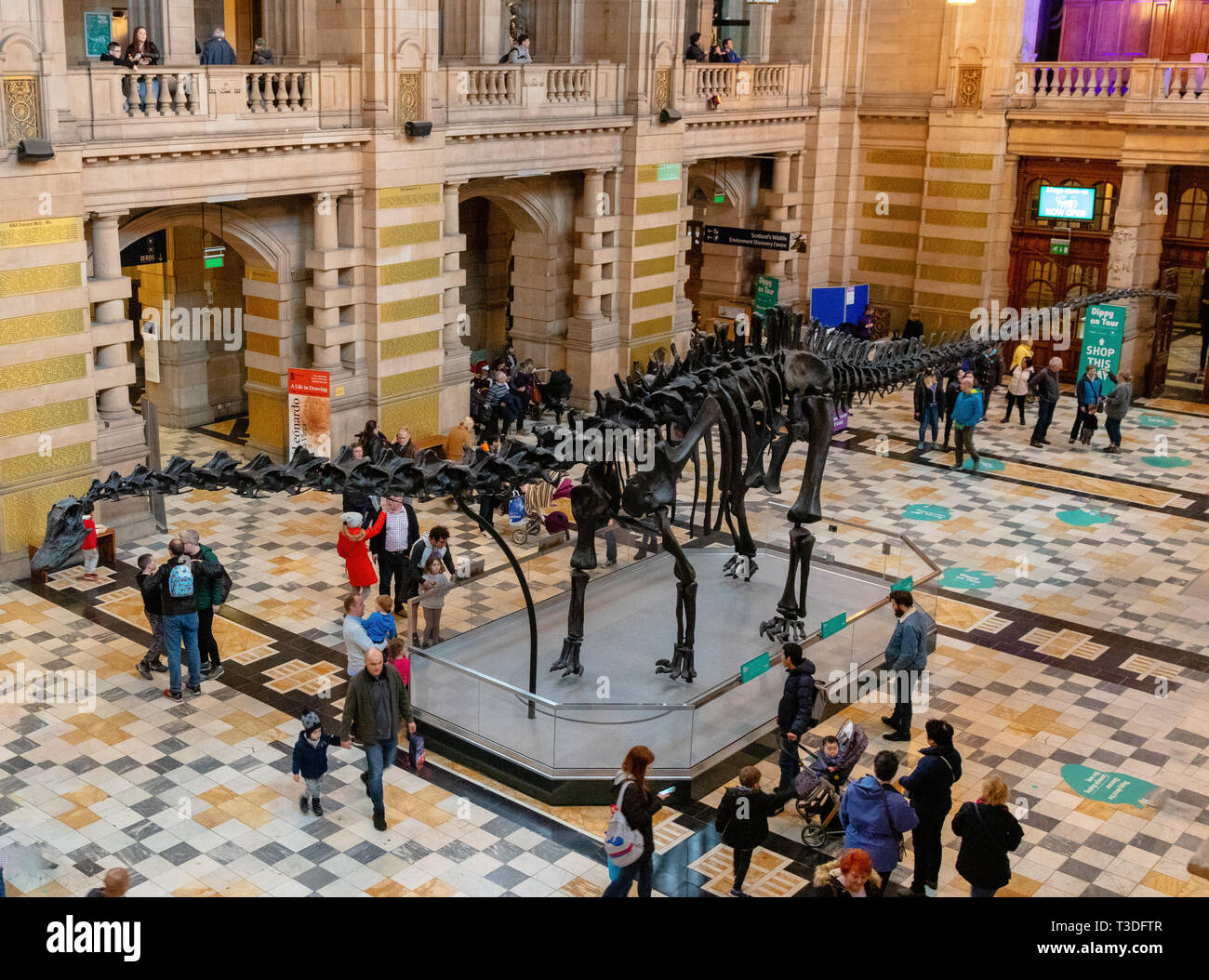 Dippy the iconic Diplodocus Dinosaur  on tour in Kelingrove Museum and Art Gallery, Glasgow, Scotland Stock Photo