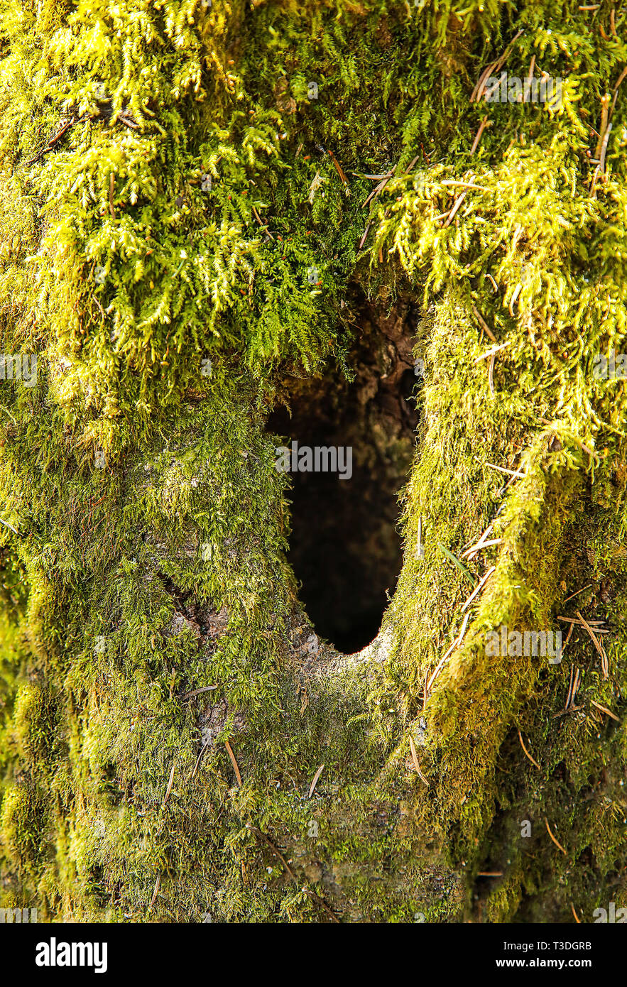 Tree Roots Hole High Resolution Stock Photography and Images Alamy