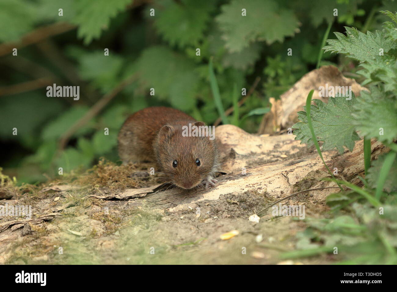 Bank vole (Myodes glareolus) on an old fallen branch Stock Photo