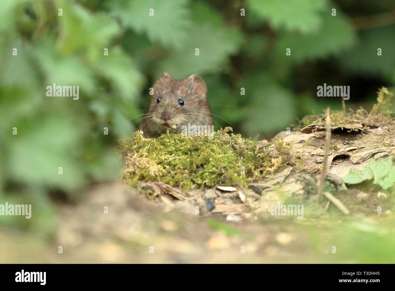 Bank vole (Myodes glareolus) with a seed in its mouth Stock Photo