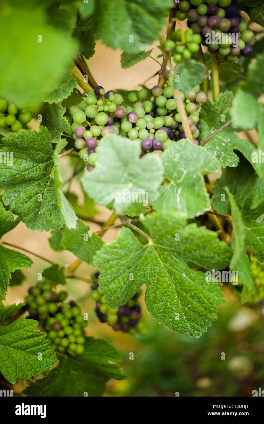 German vineyard. Grapevine with unripe green and blue grapes Stock