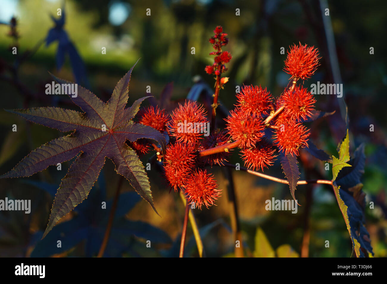 Seeds and leaves of ricinus communis, the castor bean or castor oil ...