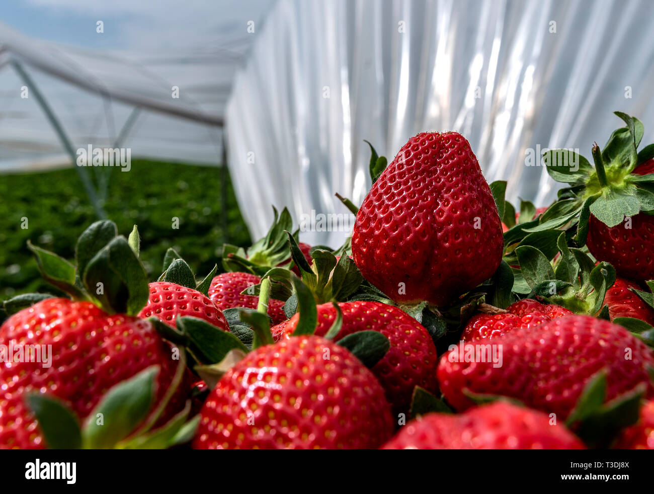 strawberry field and strawberry harvest Stock Photo Alamy
