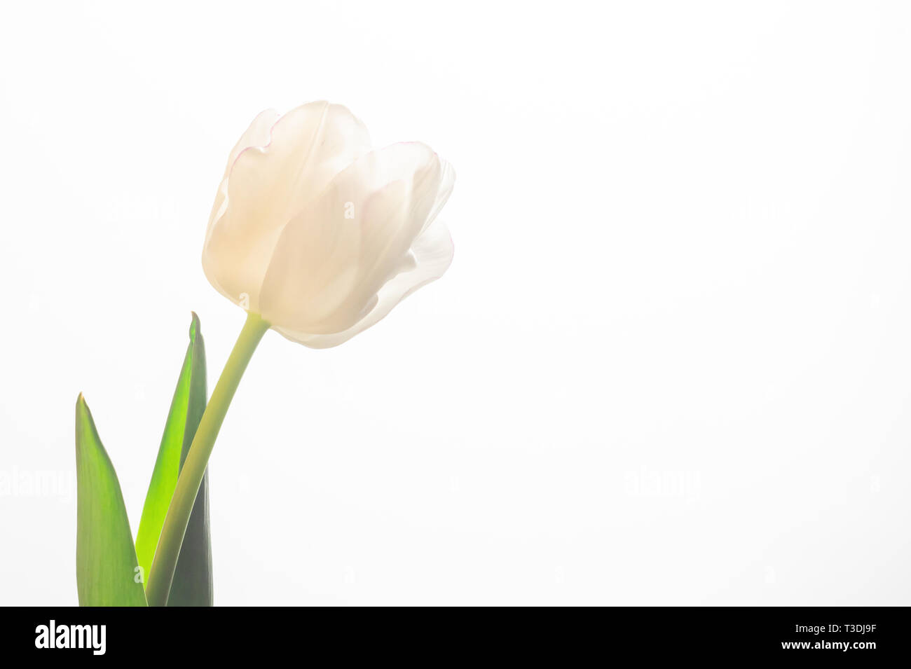 One white tulip on a white background Stock Photo - Alamy