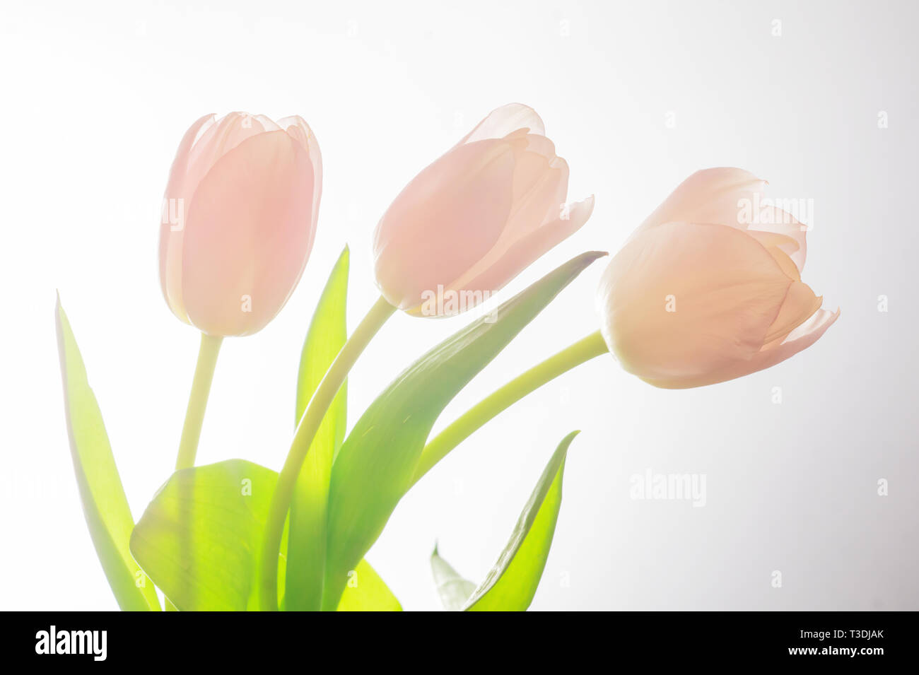 Three pink tulips on a white background Stock Photo - Alamy