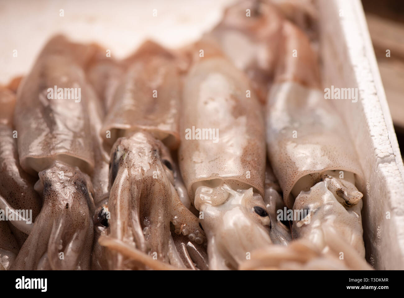 Fresh squid for sale on the market Stock Photo - Alamy