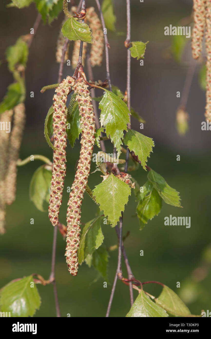 birch pollen, Germany Stock Photo Alamy