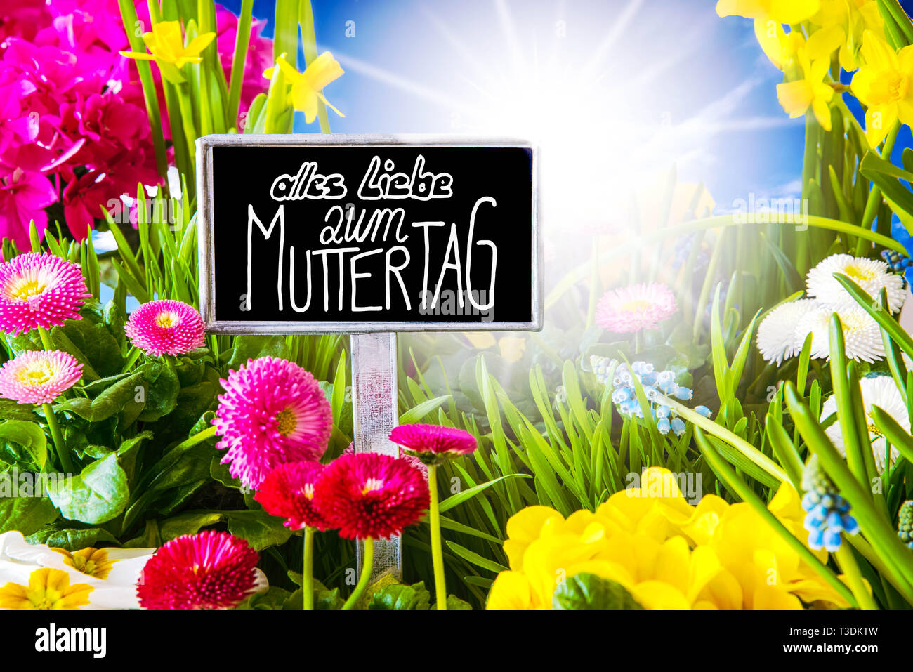 Sign With German Callligraphy Alles Liebe Zum Muttertag Means Happy Mothers Day Sunny Spring Flower Meadow With Daisy Narcissus Primrose And Hyacin Stock Photo Alamy