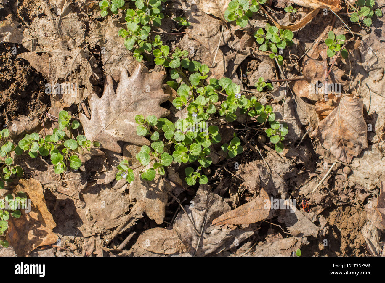 Ivy-leaved speedwell - latin name Veronica hederifolia Stock Photo