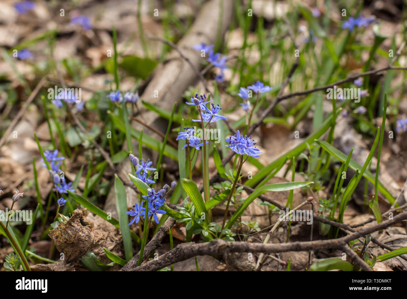 Blue flowers of wild forest plant alpine squill, latin name Scilla