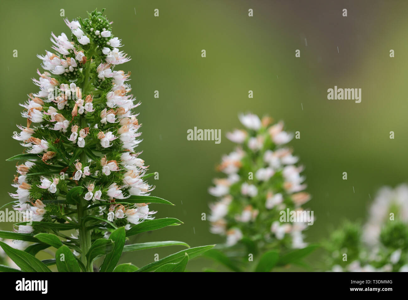 Close up of echium leucophaeum flowers with a green background Stock Photo