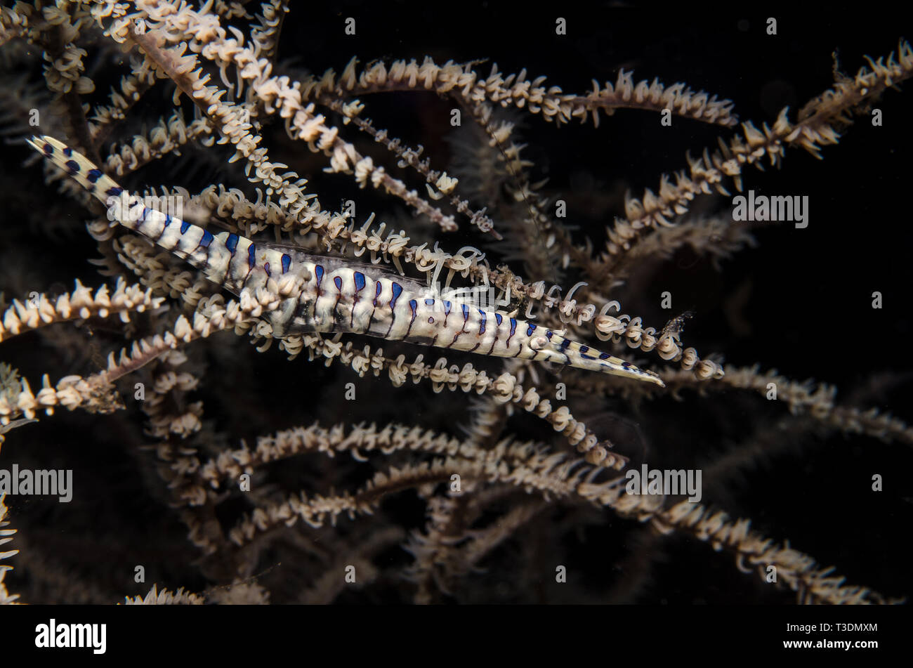 Banded Tozeuma Shrimp, Tozeuma armatum, Hippolytidae, Anilao, Batangas, Philippines, Philippine Sea, Pacific Ocean, Asia Stock Photo