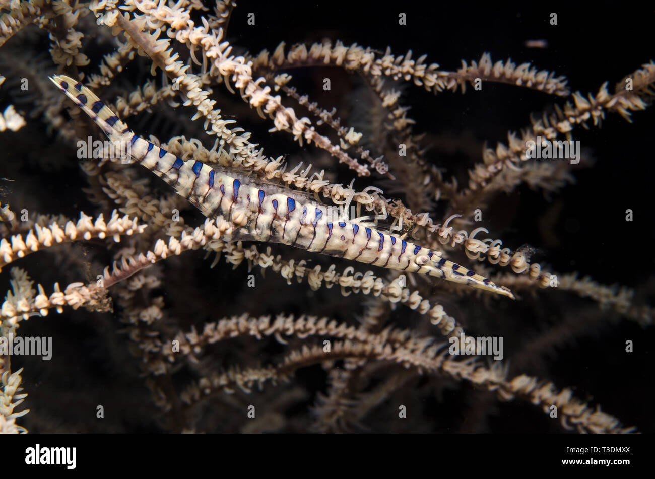 Banded Tozeuma Shrimp, Tozeuma armatum, Hippolytidae, Anilao, Batangas, Philippines, Philippine Sea, Pacific Ocean, Asia Stock Photo