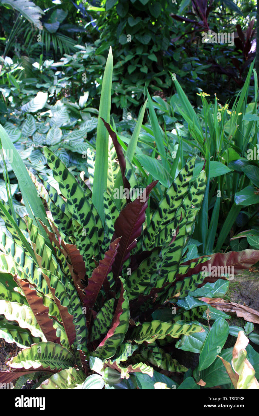 Rattlesnake plant hires stock photography and images Alamy
