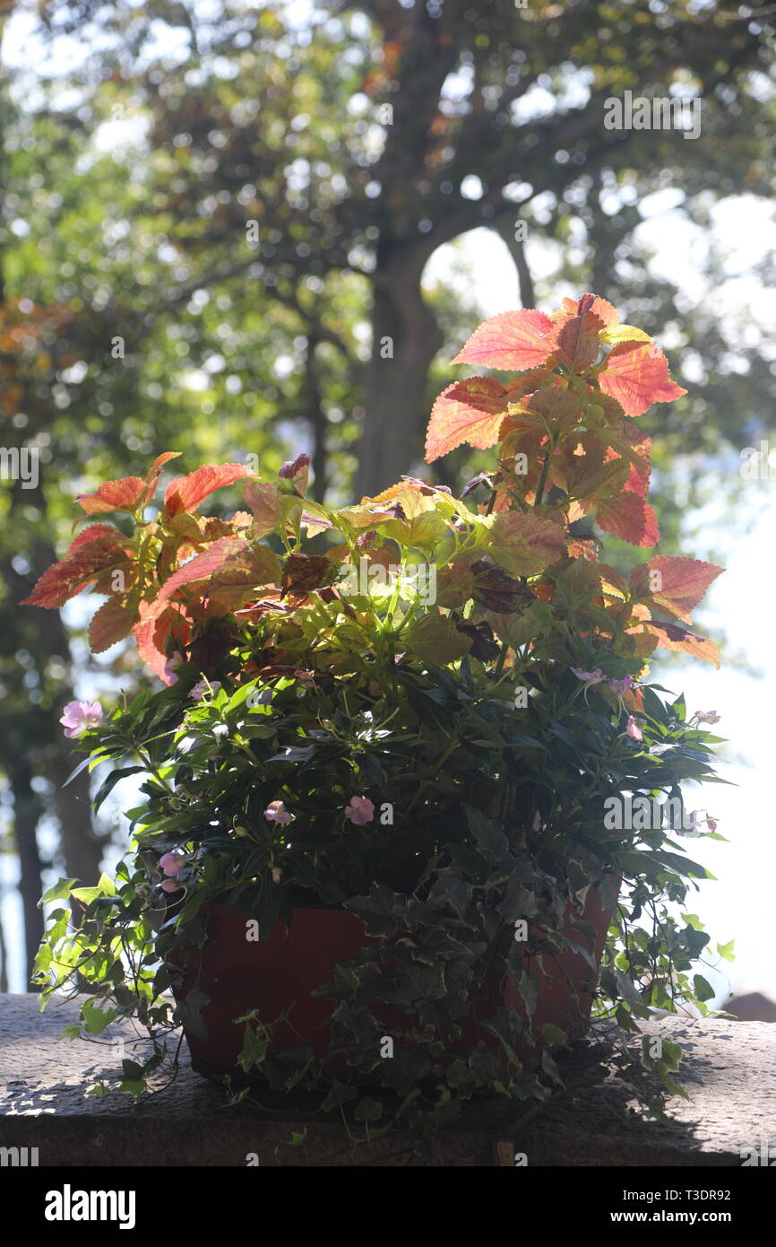 Sunny plant hi-res stock photography and images - Alamy