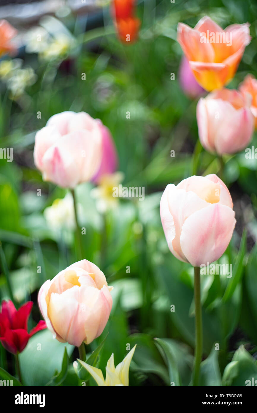 Pink Tulips And Multi Coloured Tulips River Cottage Garden Park