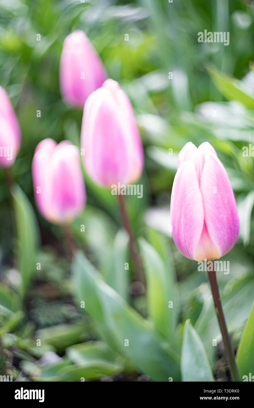 Pink Tulips And Multi Coloured Tulips River Cottage Garden Park