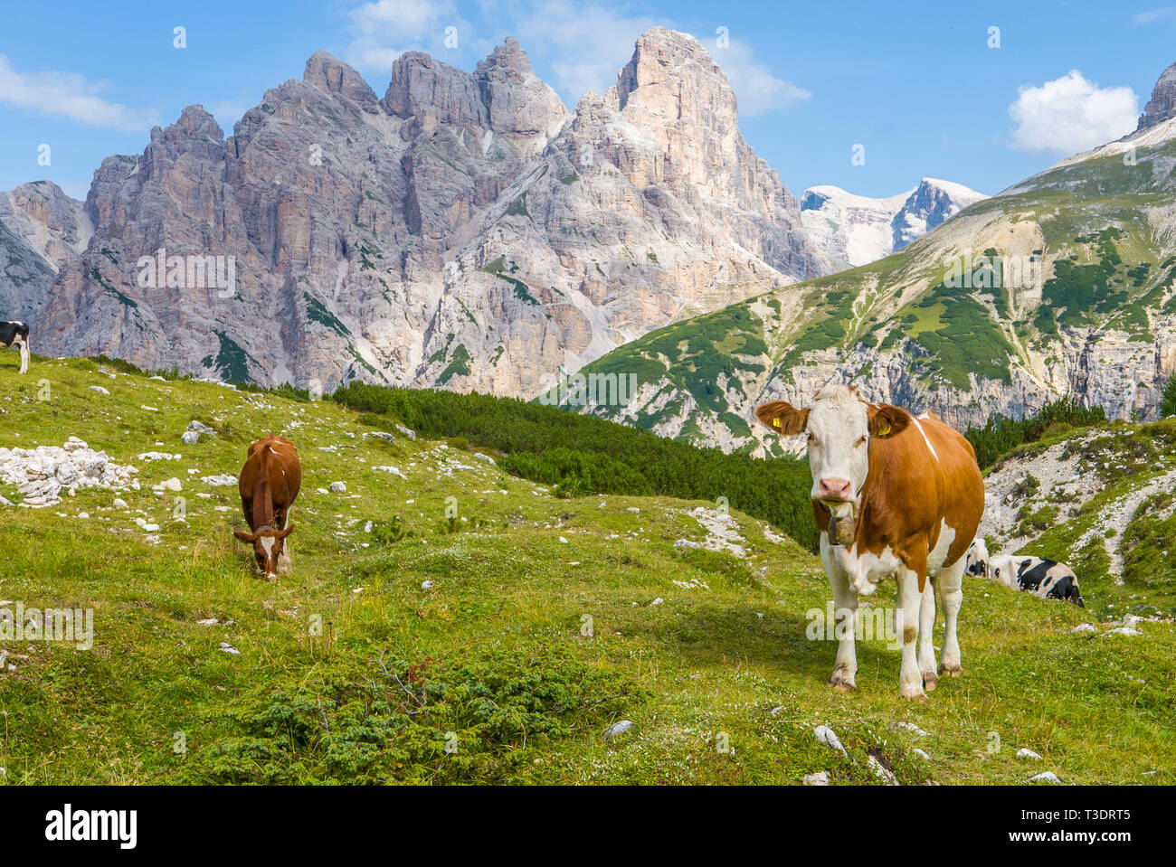 Beautiful scene of alpine cow pasture Stock Photo