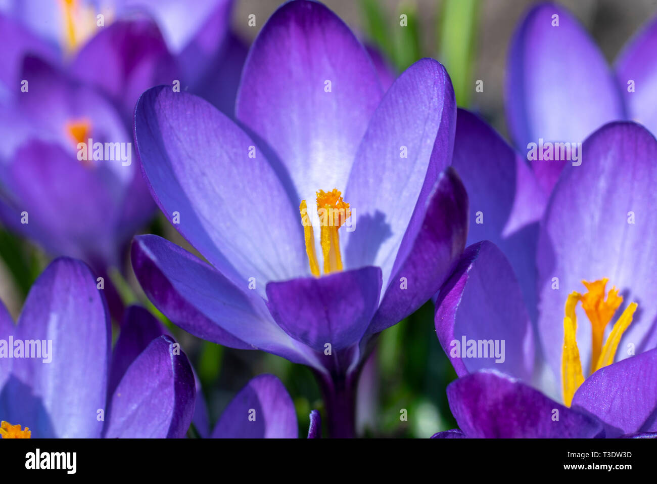 Crocus Ruby Crocus ruby giant hi-res stock photography and images - Alamy