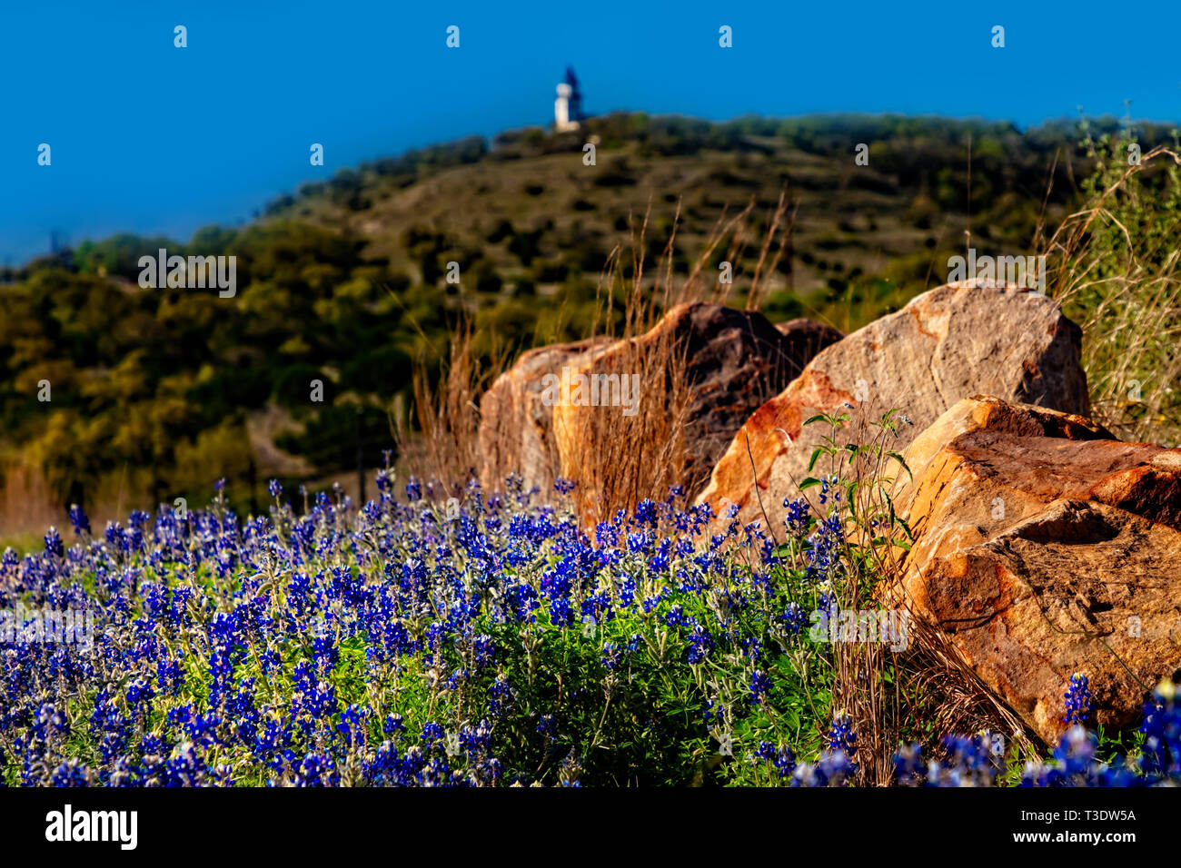Scenic Texas hill country with blue bonnets Stock Photo