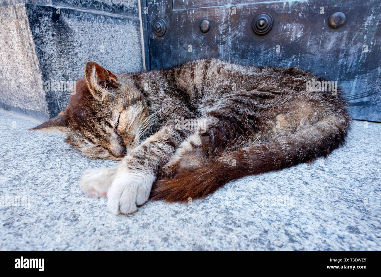 A cat sleeps in the shade just by a crypt within the Recoleta Cemetery, Buenos Aires, Argentina. Stock Photo