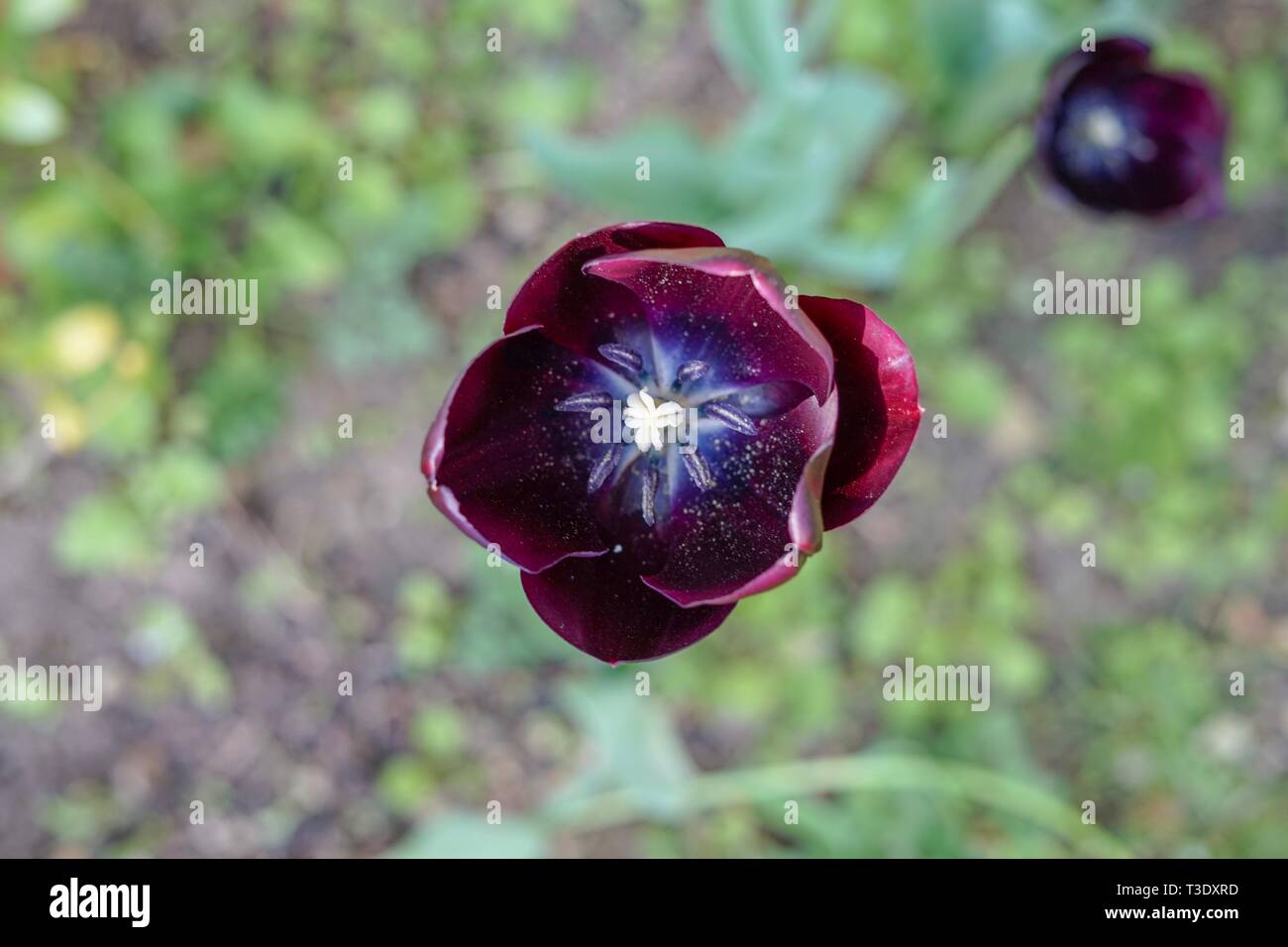 A single purple flower in focus with an open blossom hires stock
