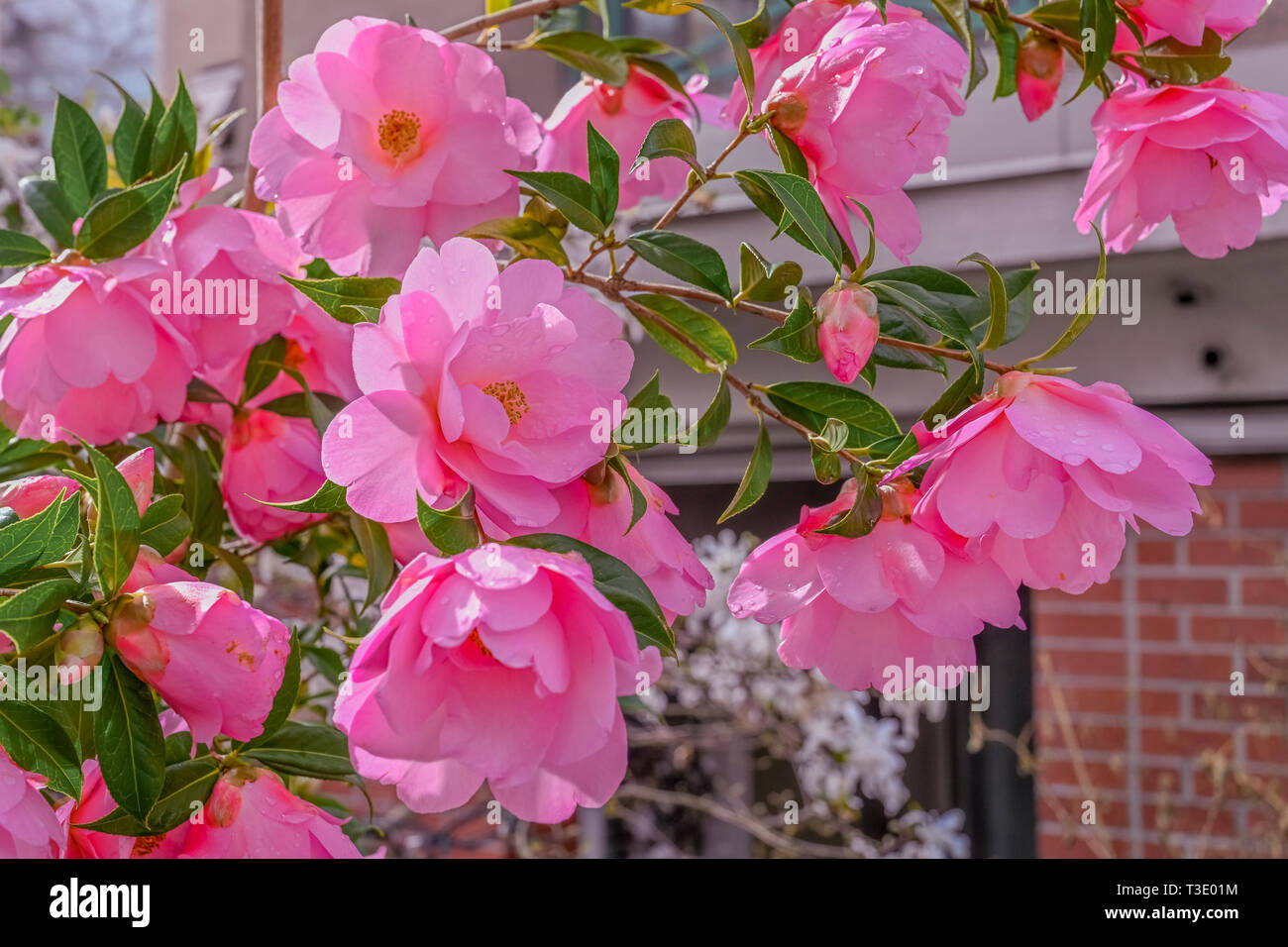 Pink camelia flowers Stock Photo