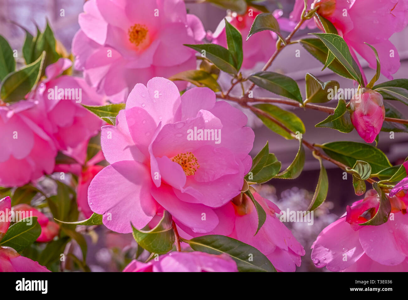 Pink camelia flowers Stock Photo
