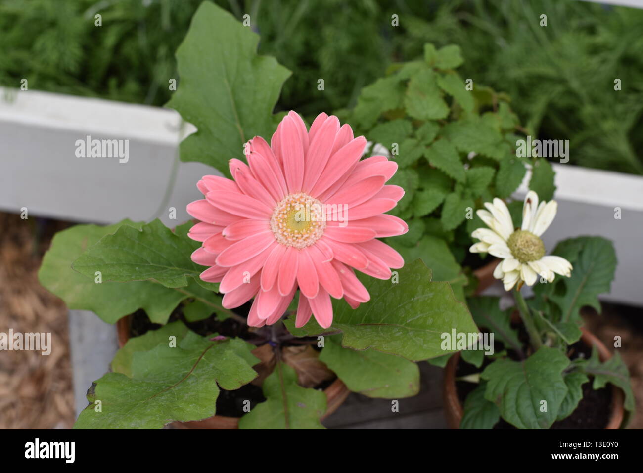 African daisy seeds hi-res stock photography and images - Alamy