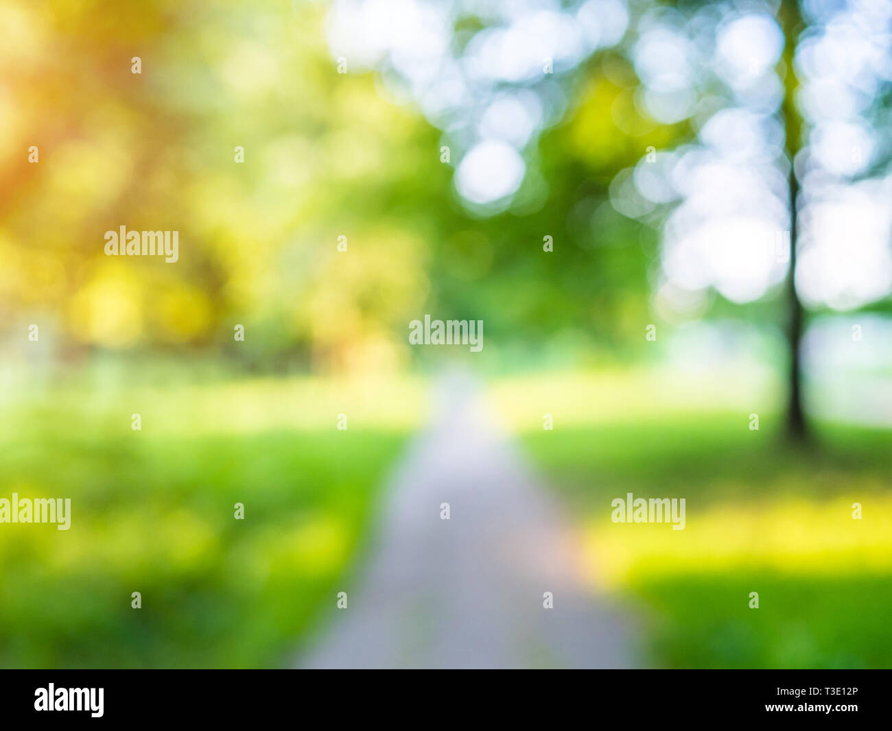 Macro background green park. Blur bokeh nature Stock Photo - Alamy