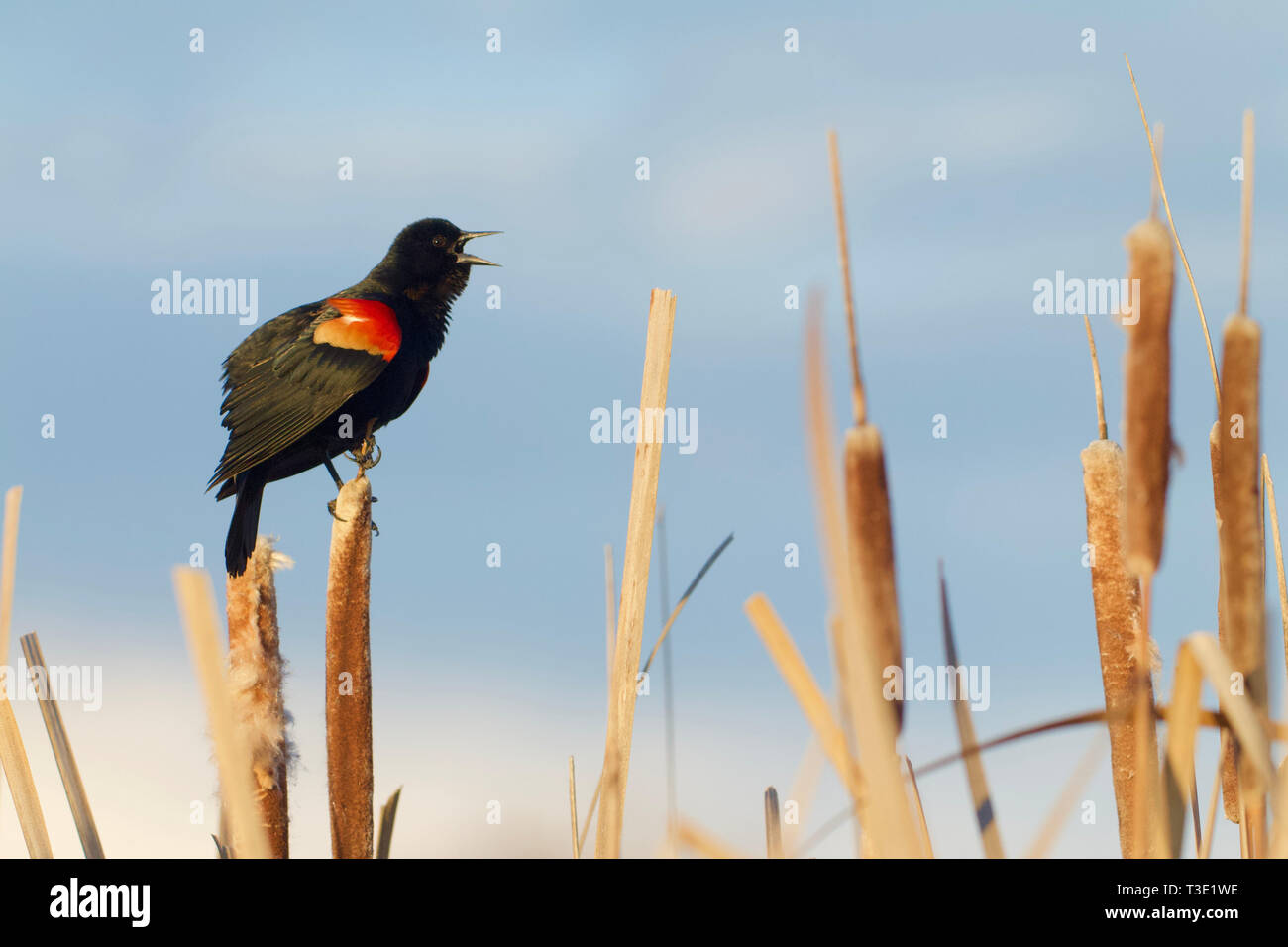 Red-winged Blackbird performing mating display and song on cattails in wetland marsh habitat Stock Photo