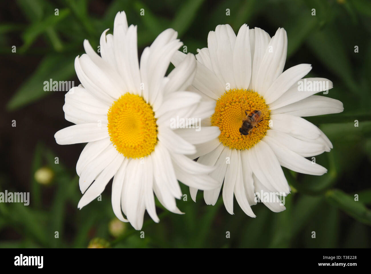 Flowering of daisies. Oxeye daisy, Leucanthemum vulgare, daisies, Common daisy, Dog daisy, Moon