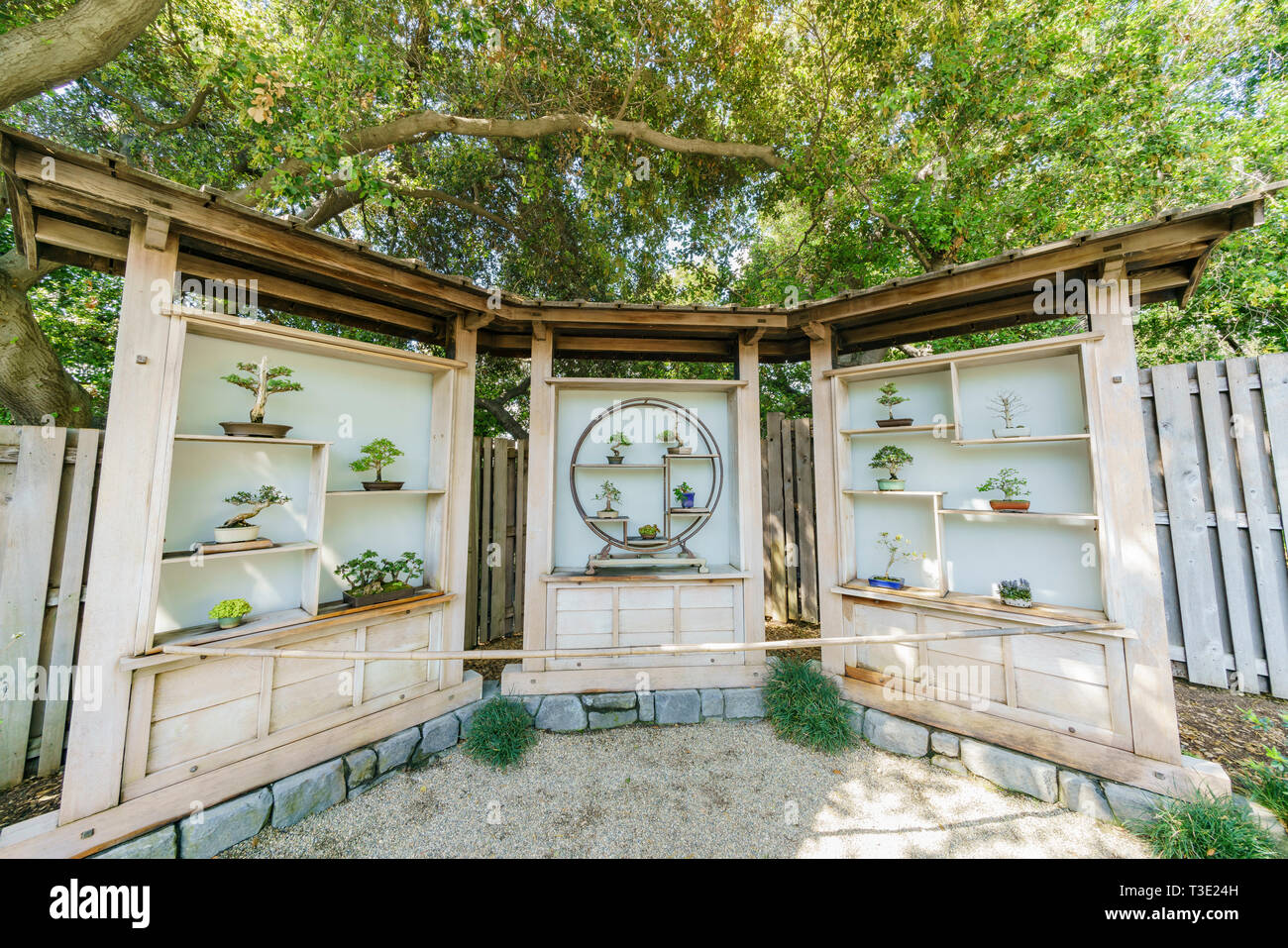 Los Angeles, APR 5 Beautiful Bonsai in Japanese Garden of Huntington