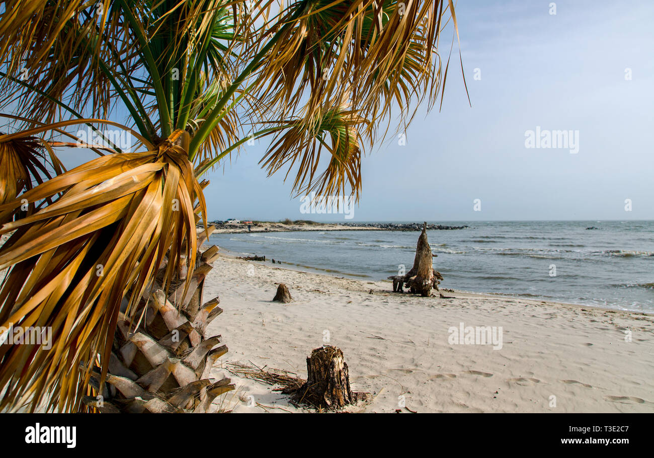 A palm tree blows in the wind alongside the remnants of eroded trees in