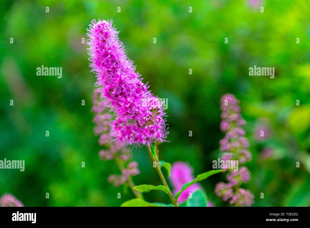 Beautiful pink Lythraceae flower on a green background Stock Photo
