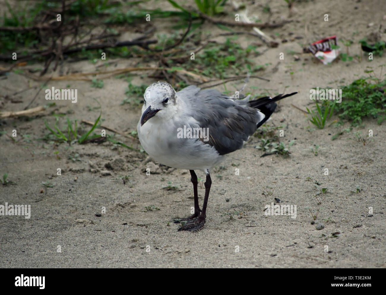 A laughing gull in non-breeding plumage stands in the sand on Dauphin Island, Alabama Dec. 25, 2011. Stock Photo